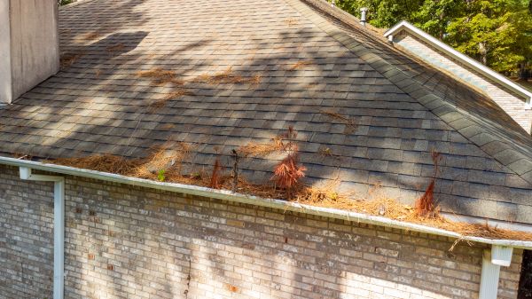 Cost of Gutter Pine Needle Removal in Wexford